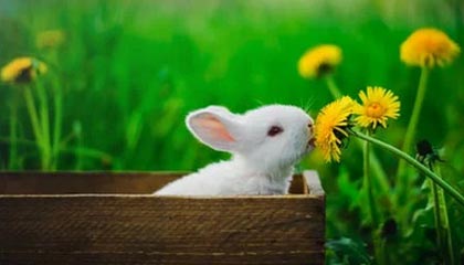 mk体育网页-Chinese Taipei的努力与拼搏：2024年世界杯全程回顾，2024年世界杯在哪个国家举行